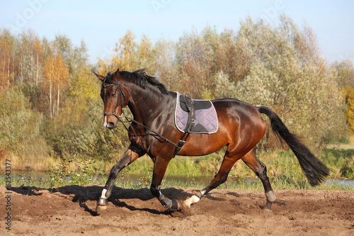 Beautiful bay horse trotting in autumn