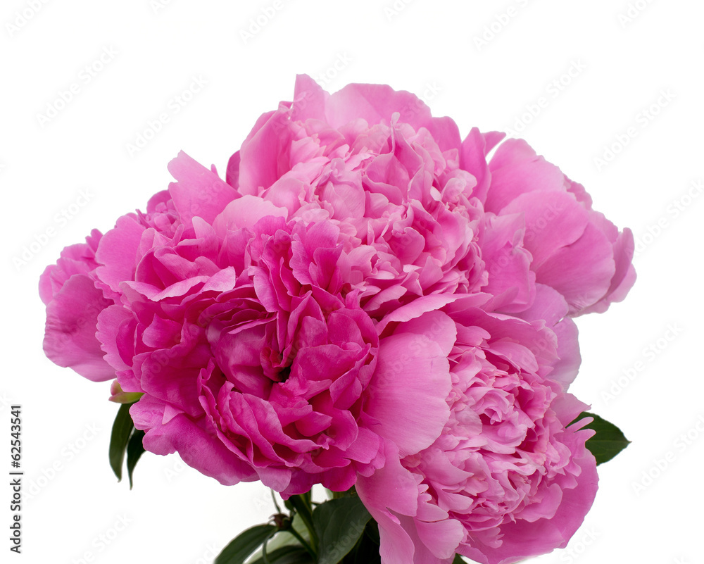 bunch of pink peonies isolated on white background