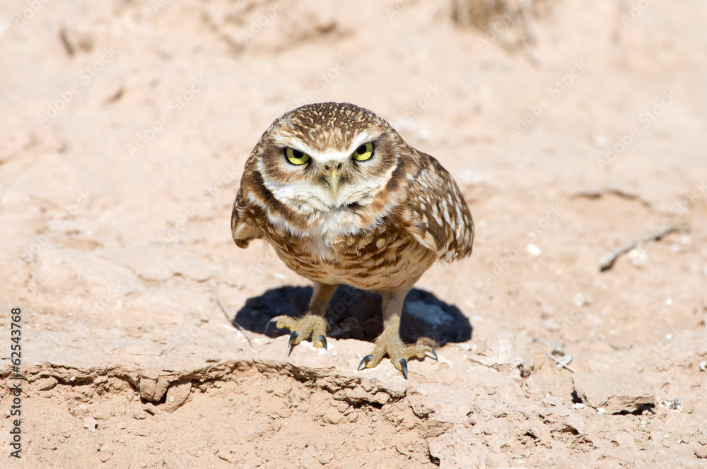 Fototapeta premium Serious Looking Burrowing Owl, California