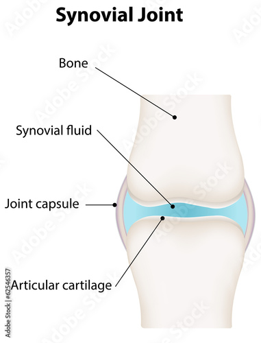 Synovial Joint