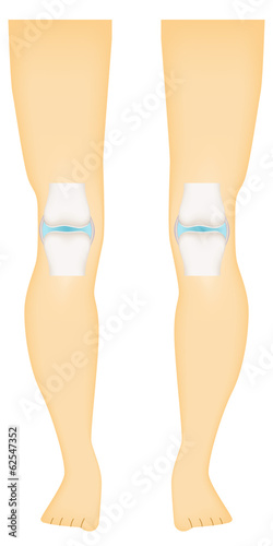 Synovial Joint Knee