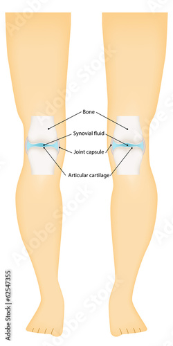 Synovial Knee Joint