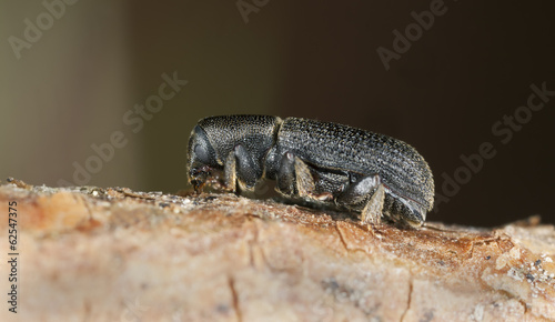 Hylastes beetle, extreme close-up photo