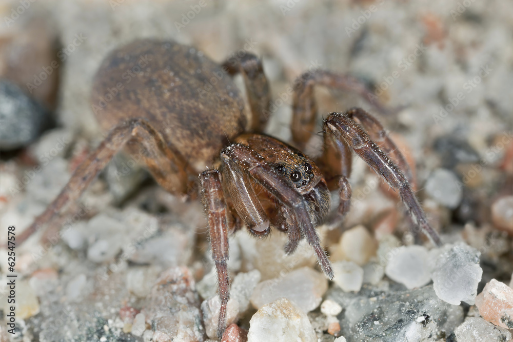 Wolf-spider, Trochosa macro photo