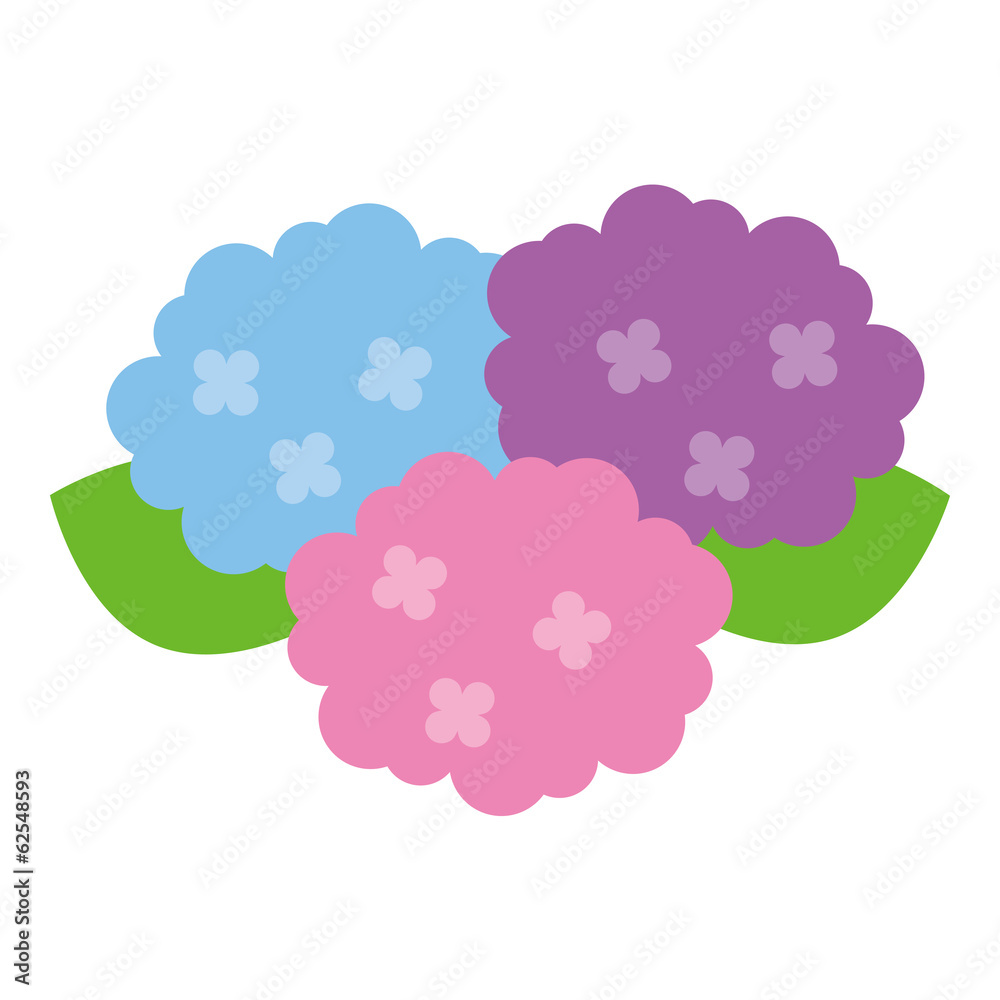 紫陽花 紫陽花