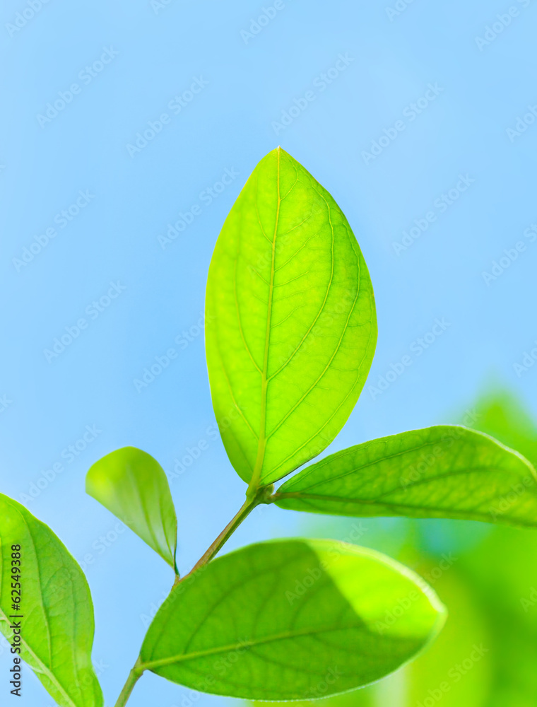 Fresh green tree leaves Fresh green tree leaves