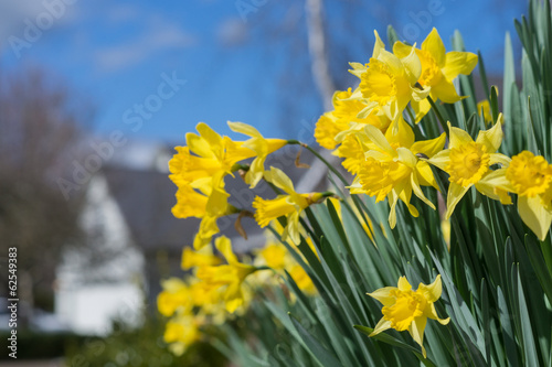 Fototapeta Naklejka Na Ścianę i Meble -  Daffodil Neighborhood