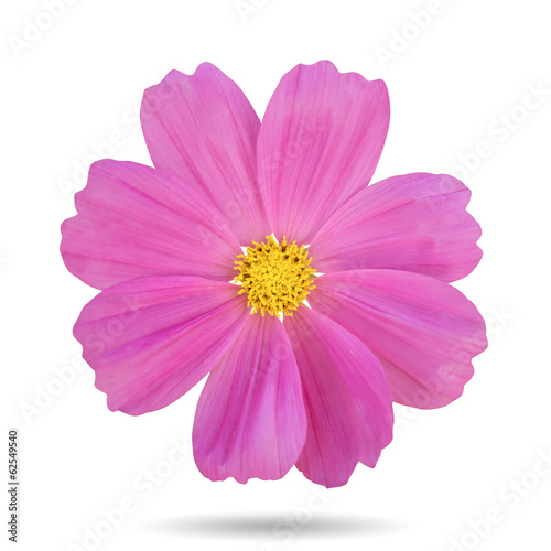 Pink cosmos flower Isolated.