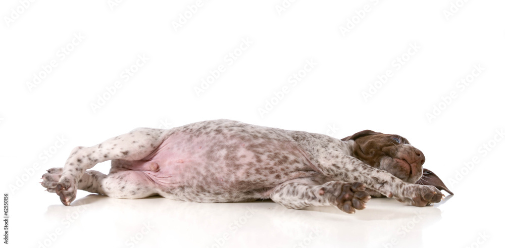 puppy resting puppy resting