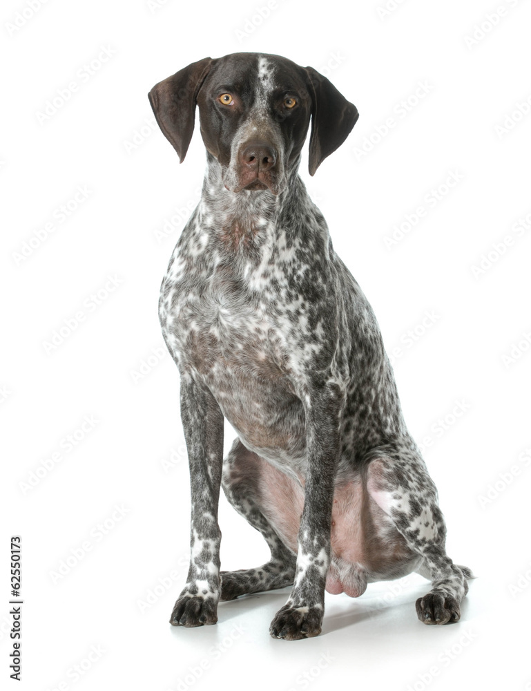 german shorthaired pointer male