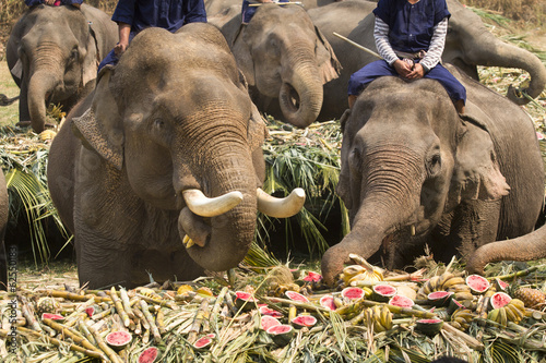 Photography elephants eating fruits , thailand