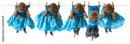 dogs on a clothesline