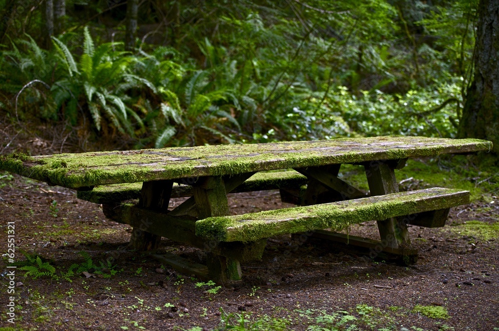 Fototapeta premium Mossy Bench