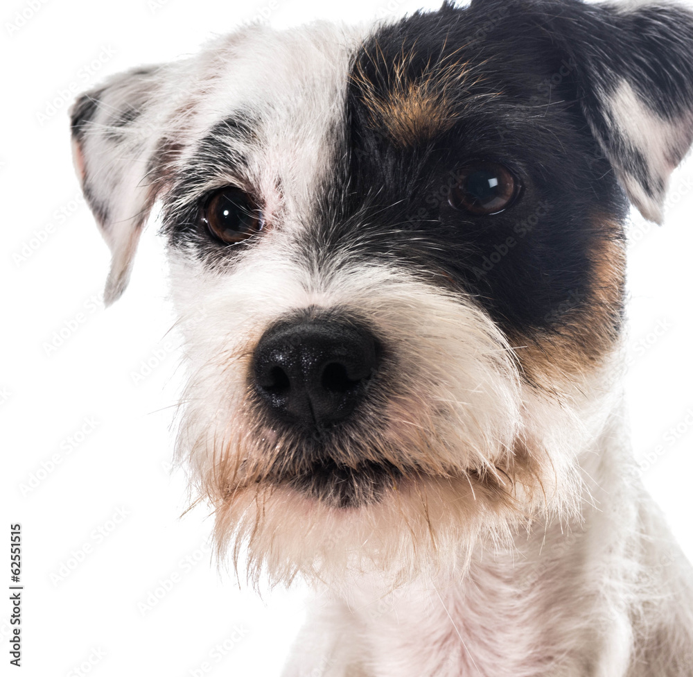 jack russel terrier