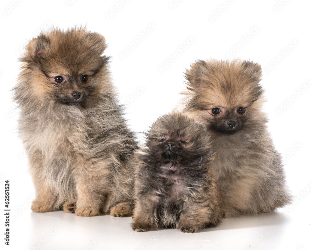 pomeranian puppies pomeranian puppies