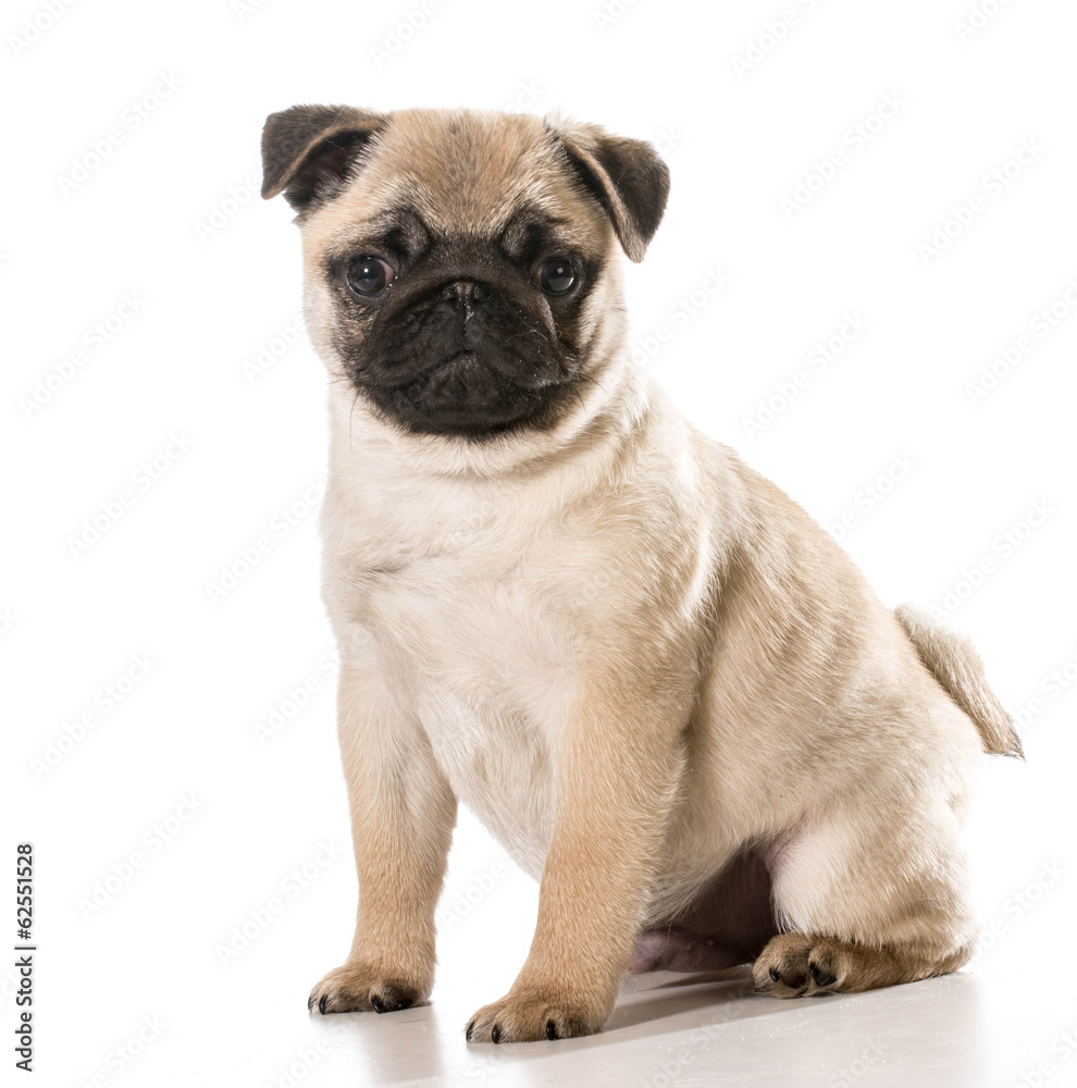 pug pug