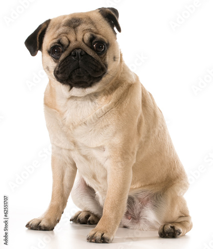 pug