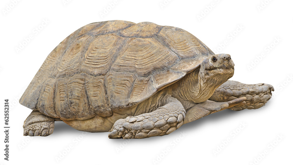 Obraz premium Close up of large tortoise