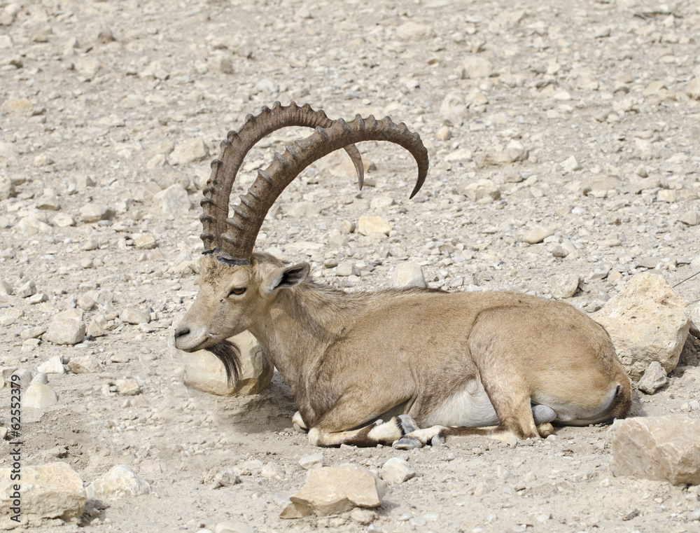 Nubian ibex