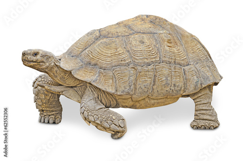 Close up of large tortoise