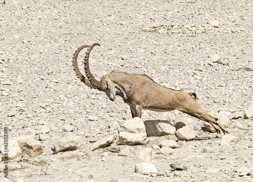 Nubian ibex photo