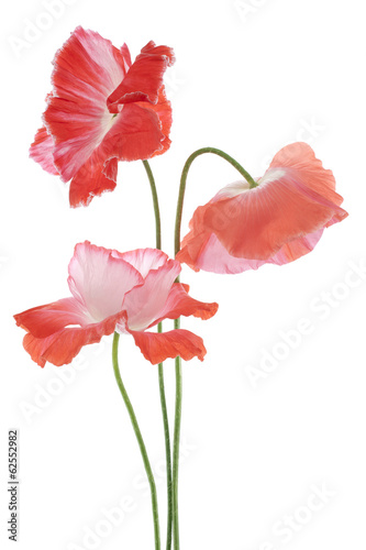 Fototapeta Naklejka Na Ścianę i Meble -  poppy