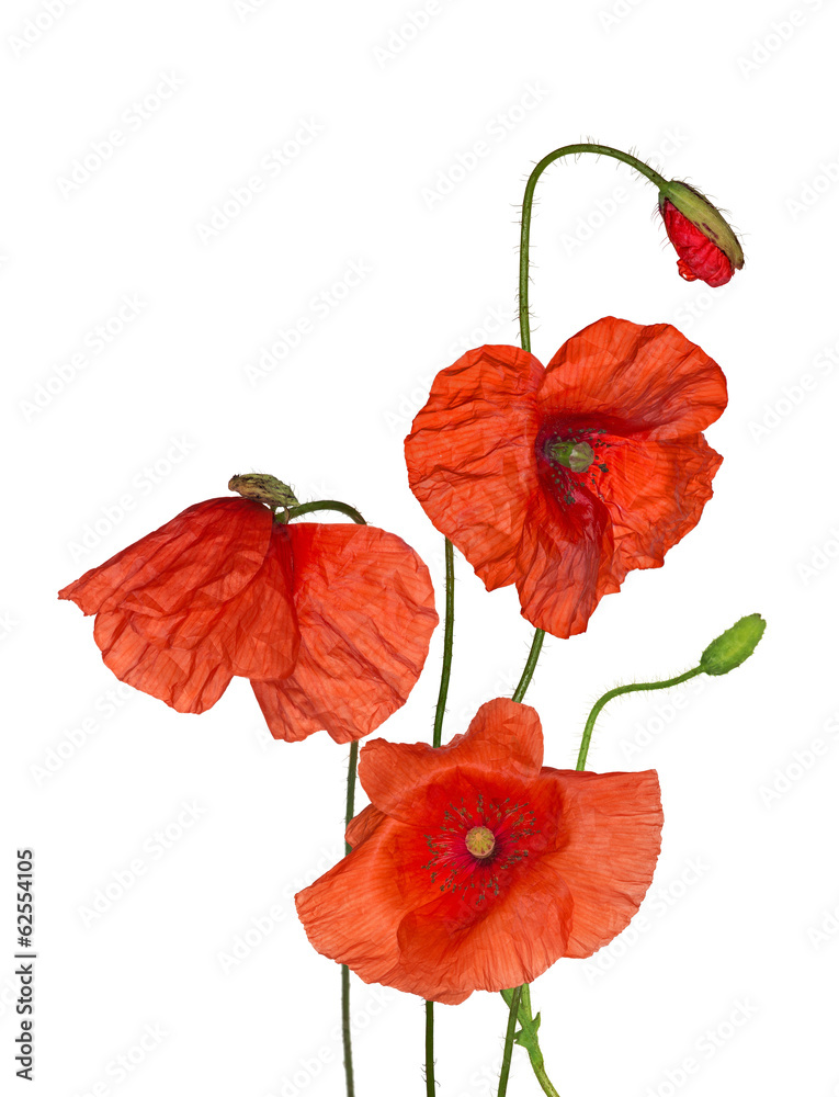 Fototapeta premium bunch of wild red poppy flowers on white