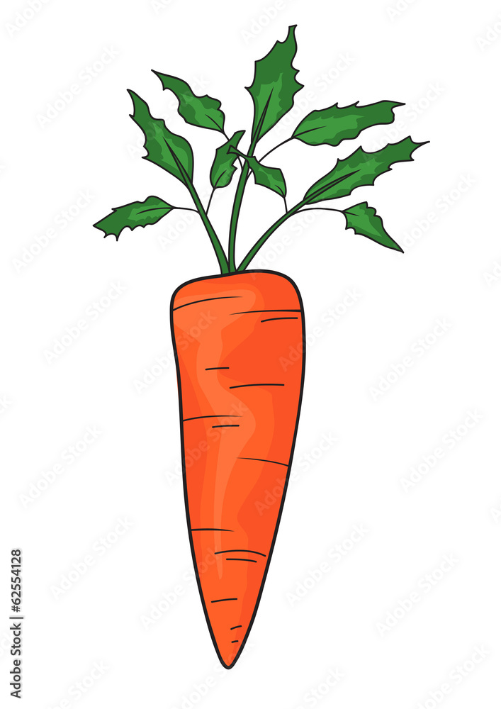 Carrot Carrot