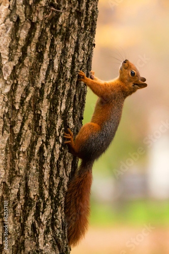 Beautiful wild squirrel © Yakov