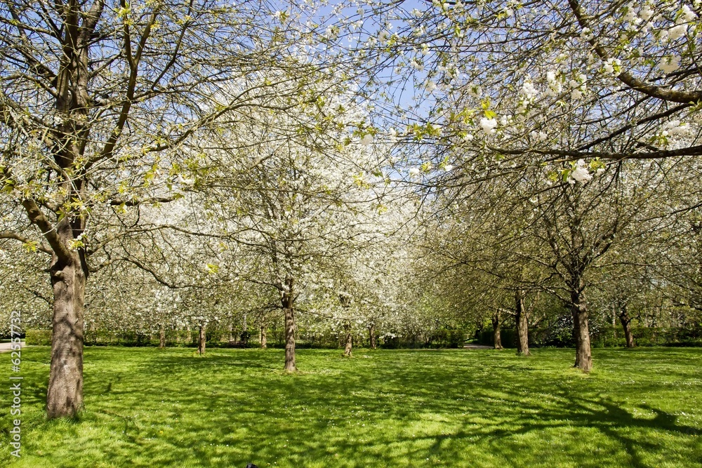 jardin de cerisiers blancs au printemps