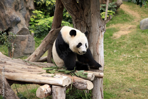 Fototapeta Naklejka Na Ścianę i Meble -  Big panda