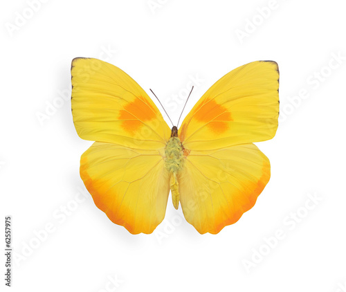 Yellow butterfly isolated on white
