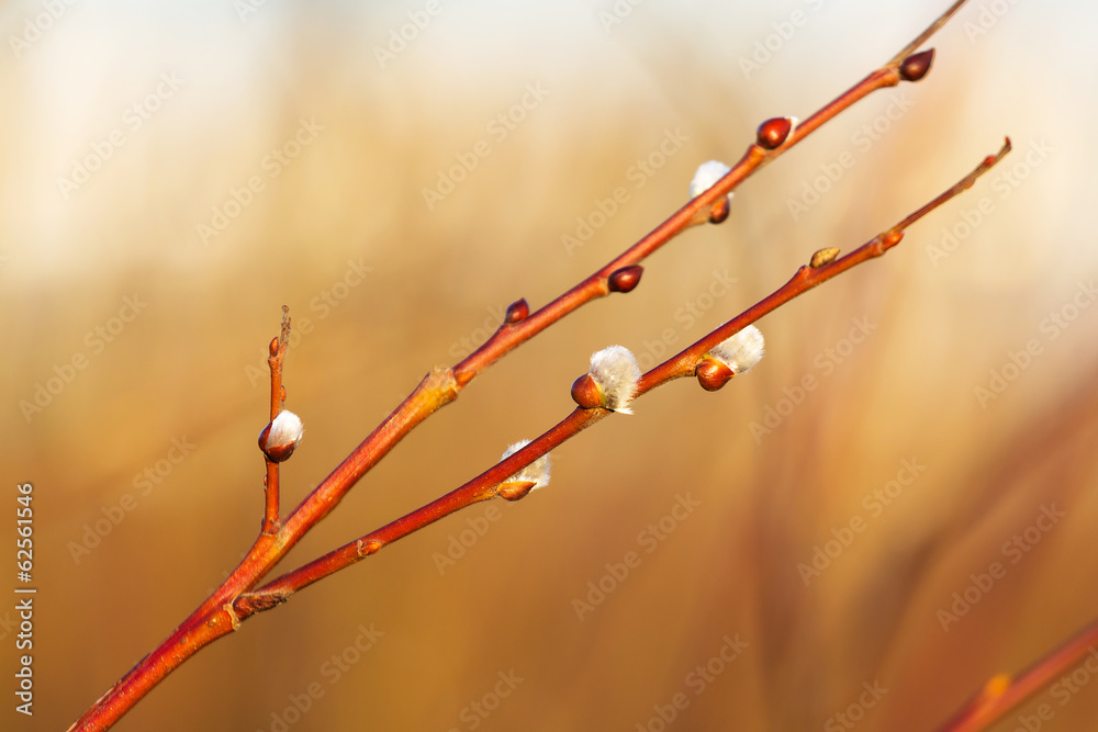 Spring branch with catkins close up Spring branch with catkins close up