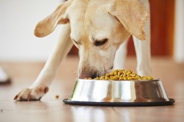 Hungry dog