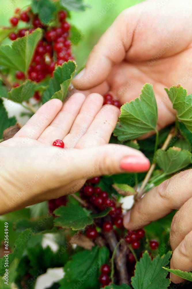 berries berries