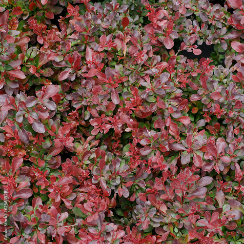 Berberis thunbergii Atropurpurea Nana