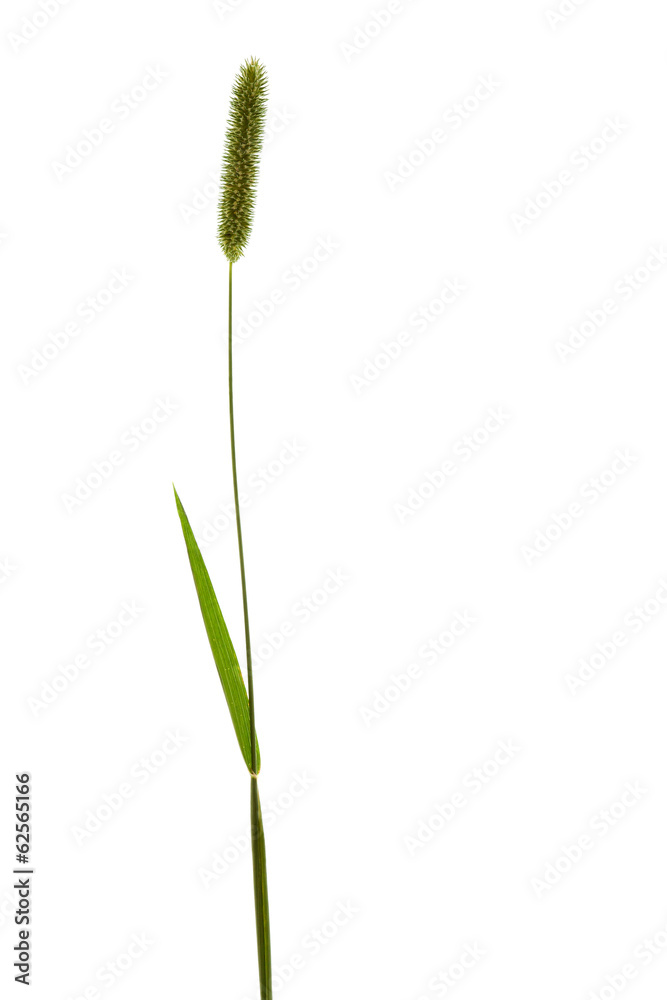 Timothy-grass Timothy-grass