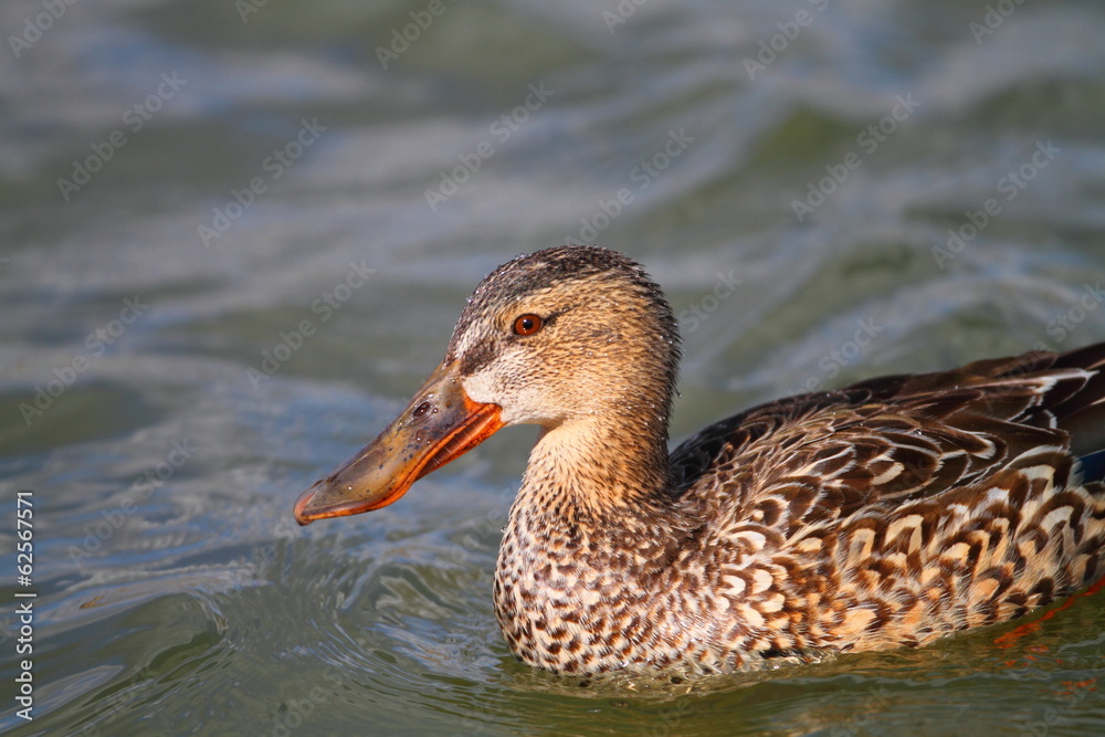 Northern shoveler (Anas clypeata) in Japan