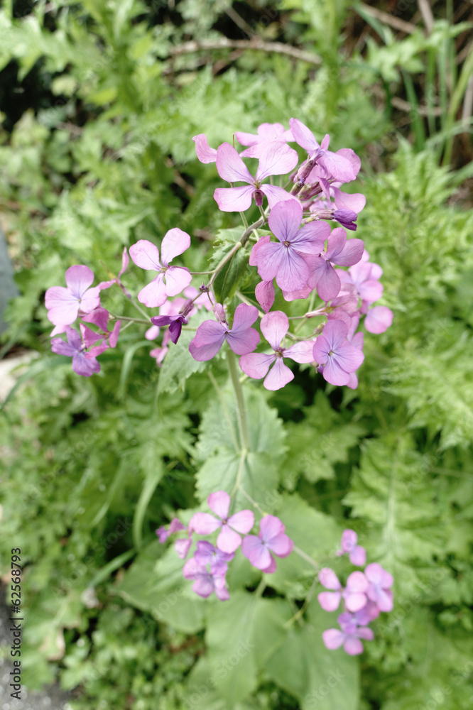 Honesty flowers & seeds - Lunaria annua Honesty flowers & seeds - Lunaria annua