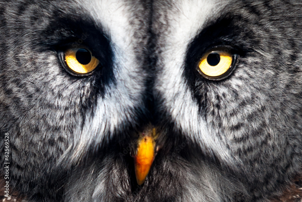 Naklejka premium Great Grey Owl close-up