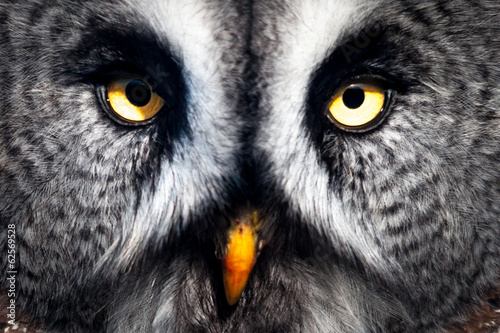 Great Grey Owl close-up © philscarlett.co.uk