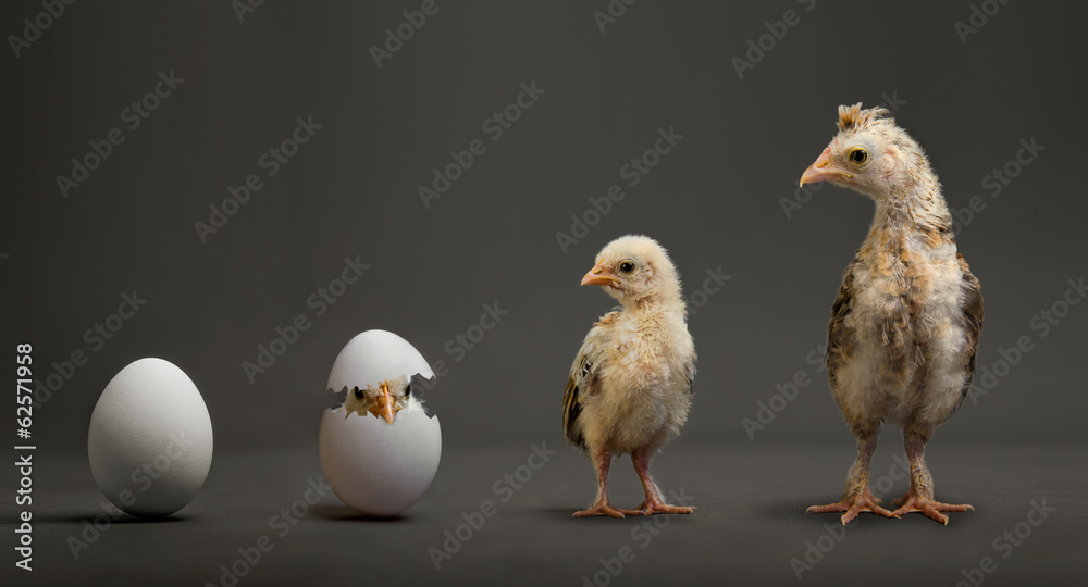 Fototapeta premium chick and egg