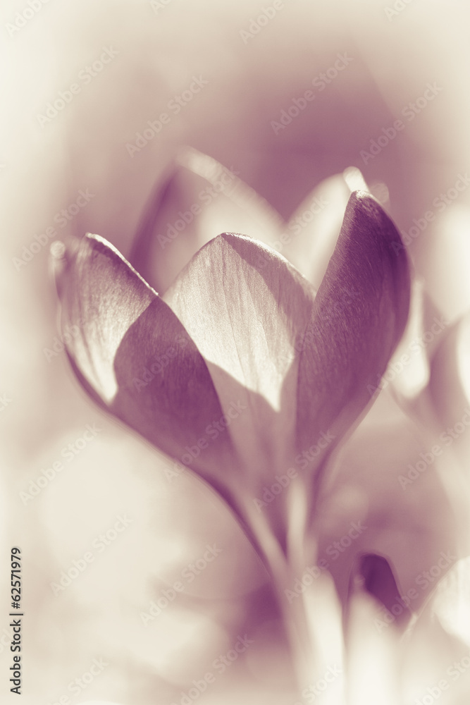 Fototapeta premium Krokus - Crocus - schwarz-weiß - rosa Tönung