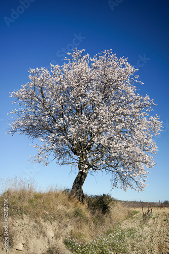 Amandier en campagne
