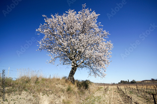 Amandier en fleur