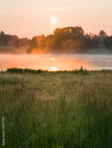 Spiders web by a bog