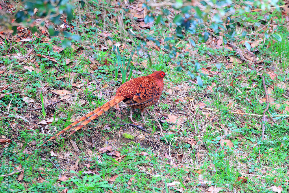Copper Pheasant (Syrmaticus soemmerringii) male in Japan Copper Pheasant (Syrmaticus soemmerringii) male in Japan