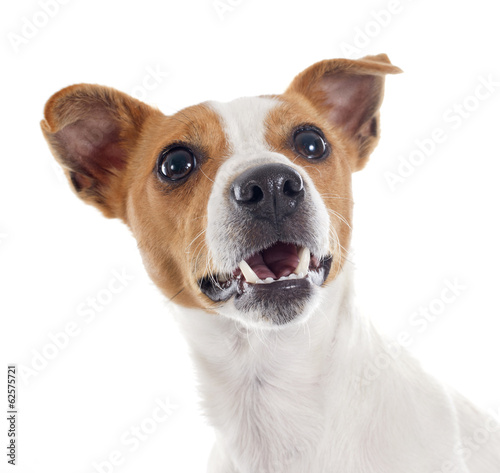 jack russel terrier © cynoclub