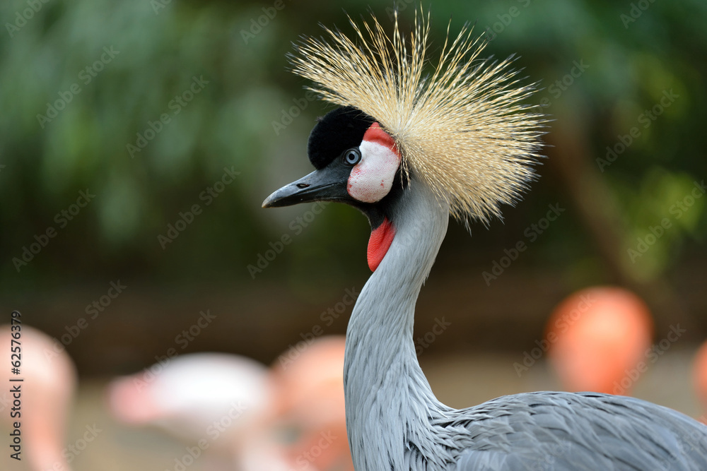 Fototapeta premium Black Crowned Crane