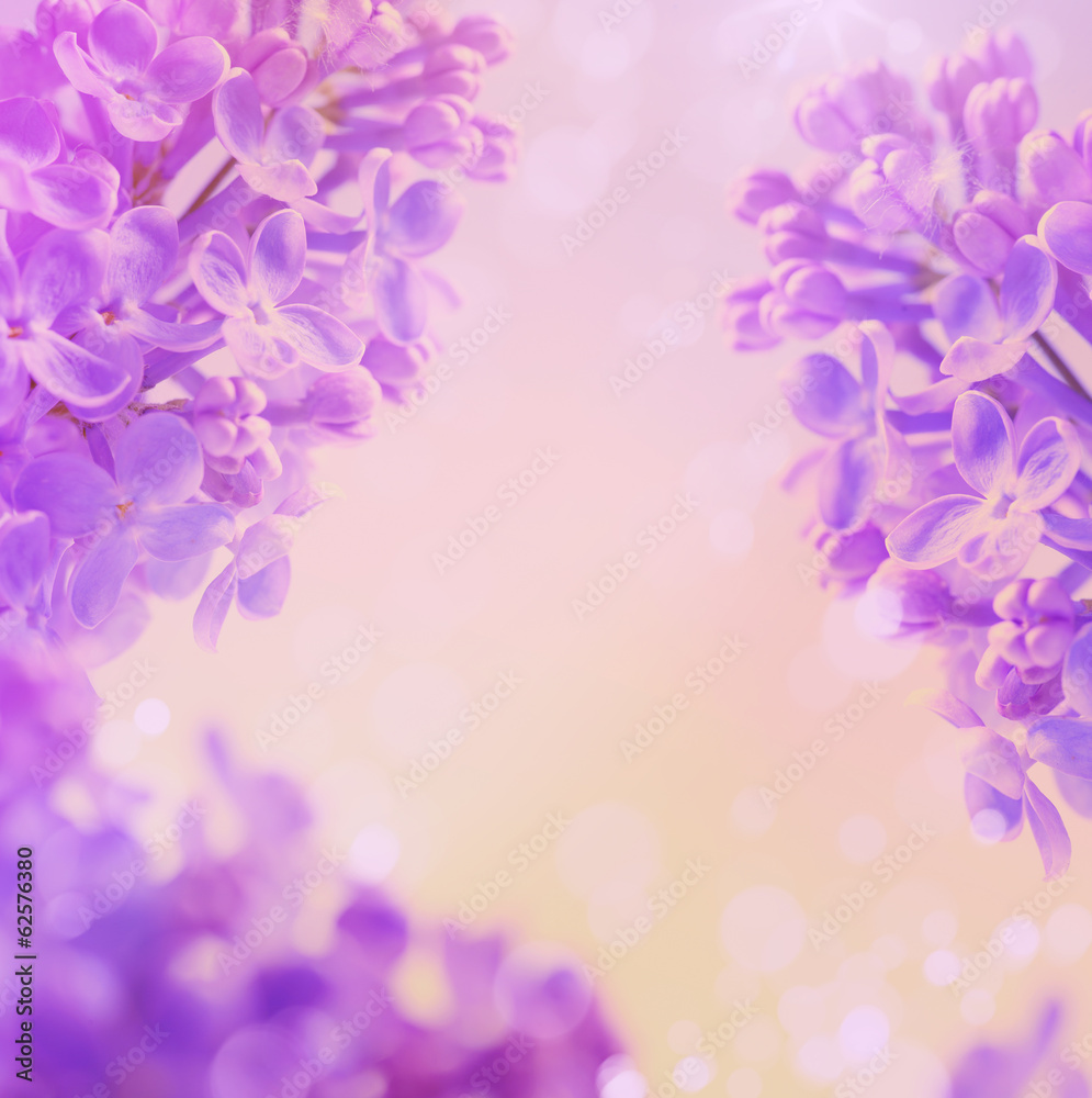 Abstract floral  spring background,  Blooming flowers lilac